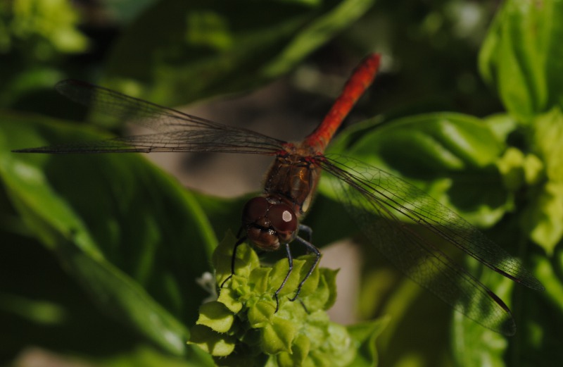 Id. - Sympetrum ?